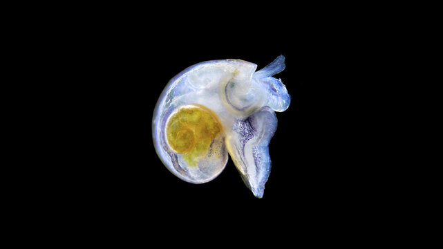 Mollusca larva on the stage veliger under a microscope, class Gastropoda. The specimen was found in White Sea.