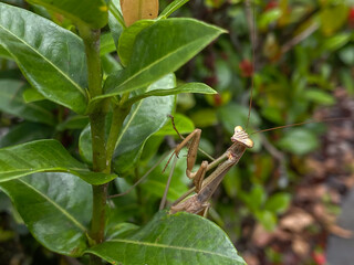Adult brown mantis is perched and hiding on plants leaf.