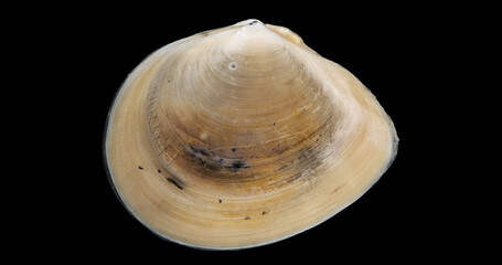 Shell mollusca Macoma balthica close up, order Cardiida. Bivalvia. White Sea