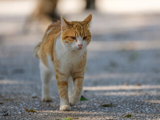 cute cat in the garden