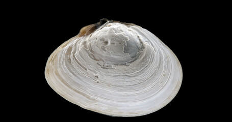 Shell mollusca Macoma balthica close up, order Cardiida. Bivalvia. White Sea