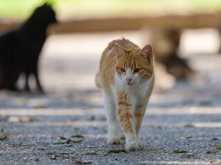 cute cat in the garden