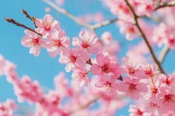 Obraz premium Delicate pink blossoms against a vibrant blue sky