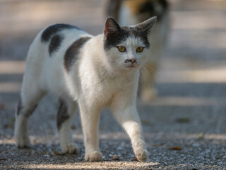 cute cat in the garden