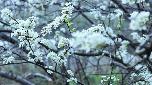 Flowering plum tree in spring time. Selective focus on some white flower. Beginning concept idea. 