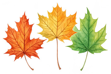 Set of different types of watercolor maple leaves on a white background. Set of different types of watercolor maple bright autumn orange green leaves isolated on white background
