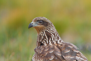 Portrait Of Black Kite.