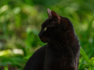 black cat in the garden