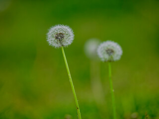 dandelion on green grass