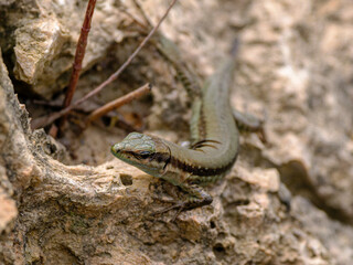 a beautiful lizard on the rock