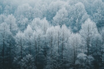 Enchanting frost-covered forest in early morning light reveals delicate winter beauty