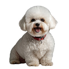 Obraz premium white terrier puppy