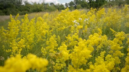 Bright yellow wildflowers blooming on vibrant summer meadow