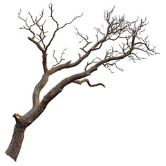 Fototapeta premium tree branch isolated on white background