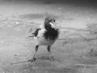 Standing on the asphalt, a crow holds a dirty piece of bread in its beak