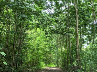 Obraz premium view of tropical hardwood forest