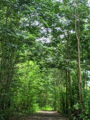 view of tropical hardwood forest