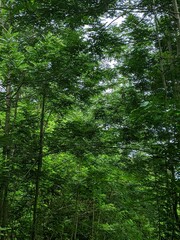 view of tropical hardwood forest