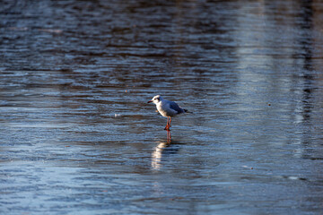 Seagull stay on frozen lake