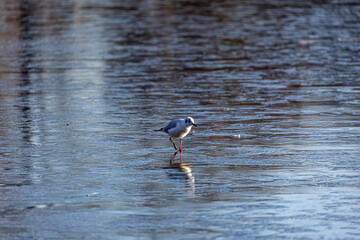 Seagull stay on frozen lake