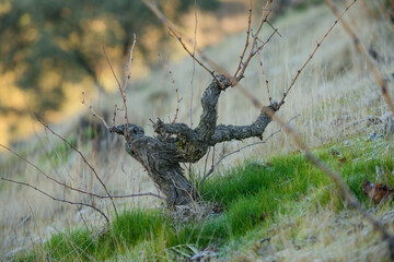 Vineyard, La Viñuela, Andalusia, Spain, Europe
