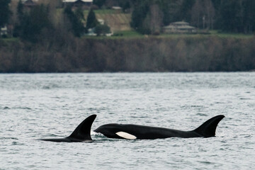 Fototapeta premium Side view of an adult female orca in the Salish Sea