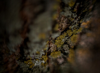 Macro image algae growing on tree bark in forest