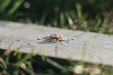 Tomato Bio Seeds Arranged on a Plate Over Fresh Green Grass