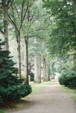 Vertical landscape of shaded path beside row of tall trees