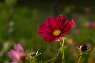 Obraz premium Little Tiny Worm Hides on Colorful Fuchsia Pink Garden Cosmo