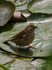 a sparrow on a lotus leaf