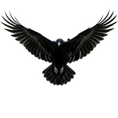 Fototapeta premium Black Raven Flying with Outstretched Wings on Transparent Background 
