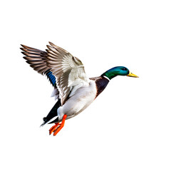 Obraz premium Mallard Duck in Flight with Wings Spread on Transparent Background 