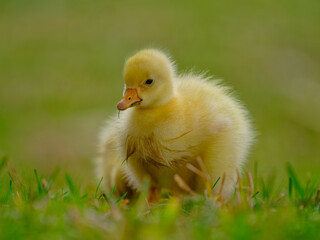baby duck in a grass