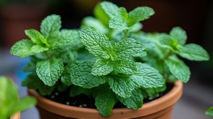 Vibrant Green Mint Plant in Terracotta Pot