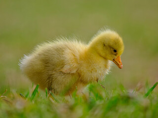 baby duck in a grass
