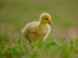 baby duck in a grass