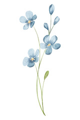 Watercolor blue flower, hand drawing on white background. Digital floral illustration.	
