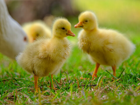 baby duck in a grass
