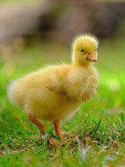baby duck in a grass