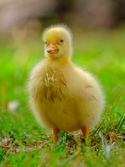 baby duck in a grass