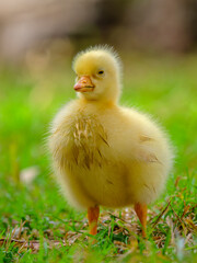 baby duck in a grass