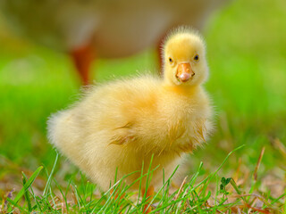 baby duck in a grass