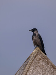 crow on the roof