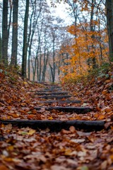 A quiet walk through an autumn forest, leaves crunching underfoot. The changing colors mirror the journey of growth and transformation