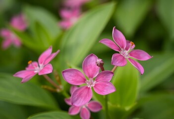 Fototapeta premium Close-up of Pink Flowers Blooming with Green Leaves Background in Garden