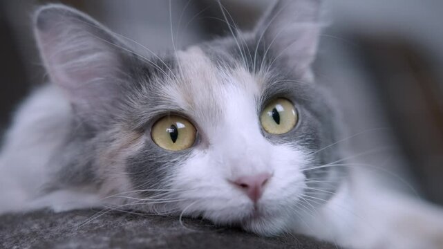 Beautiful cat close-up