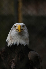The Bald Eagle (Haliaeetus leucocephalus) portrait