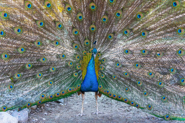 Obraz premium Full-length portrait of a male common peacock (Pavo) with its upper coverts spread out. The famous ocellated 