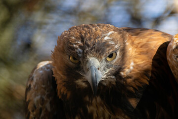 Golden eagle close-up, mighty eagle